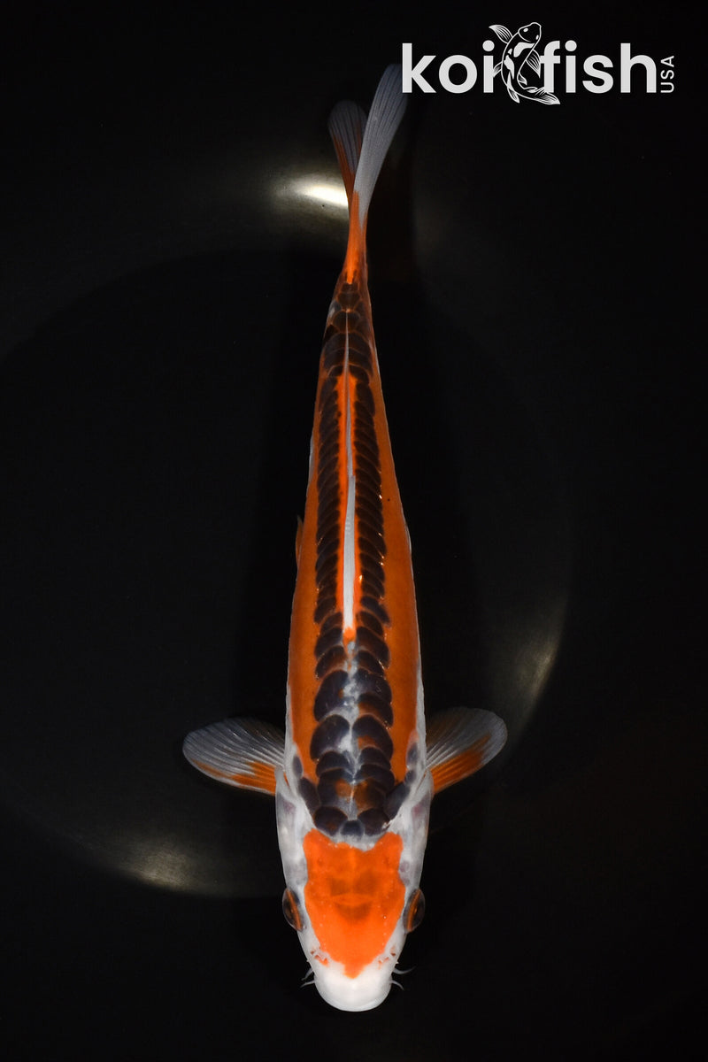 8.25" HI SHUSUI
