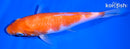 6.5" KOHAKU