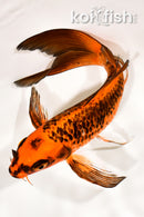 8.75" ORENJI MATSUBA BUTTERFLY
