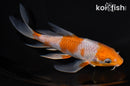 6" OCHIBA SHIGURE BUTTERFLY