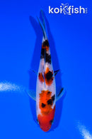5.5" SANKE