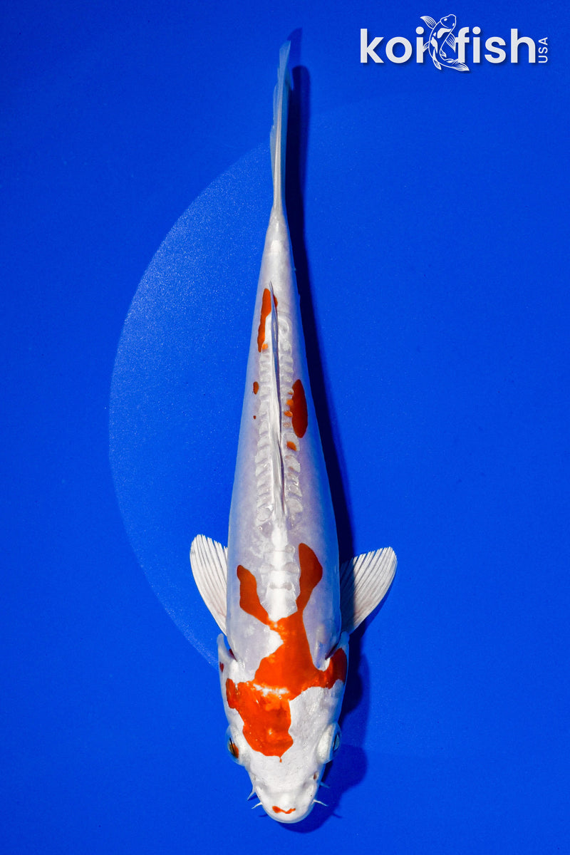 7.25" KIKUSUI