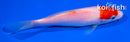 5.5" TANCHO KOHAKU