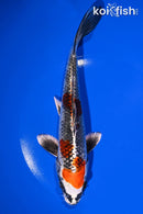 7.75" KUJAKU