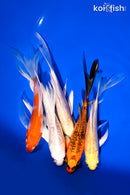 PACK OF (5) 4.5-6" BUTTERFLY KOI