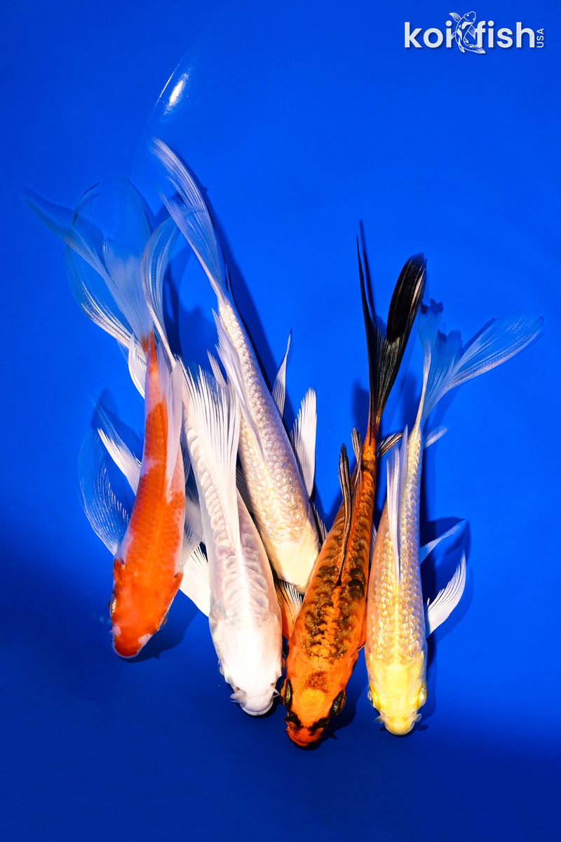 PACK OF (5) 4.5-6" BUTTERFLY KOI