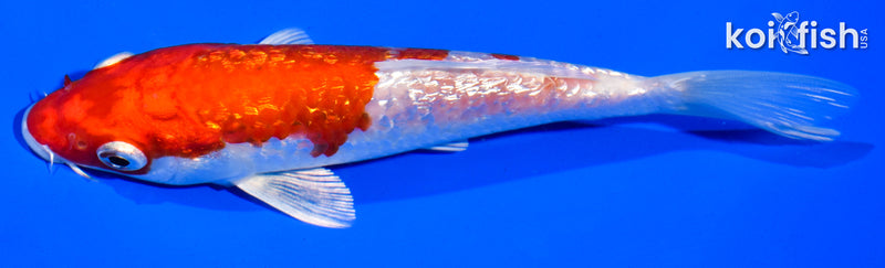 5" GINRIN KOHAKU