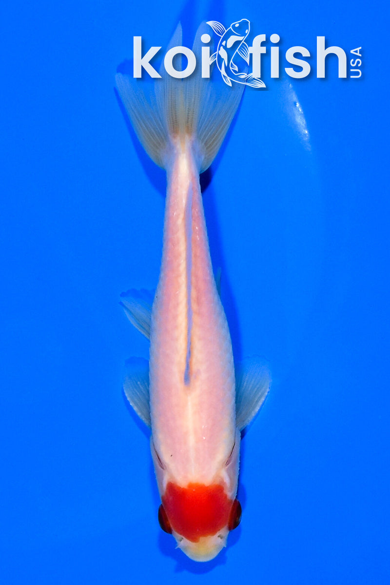 4.75" TANCHO WAKIN GOLDFISH