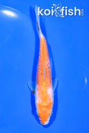 5.5" ARAGOKE GOSHIKI