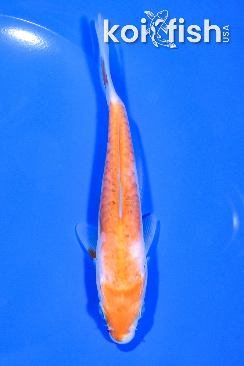 5.5" ARAGOKE KOHAKU