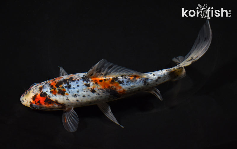 7" SHUBUNKIN GOLDFISH