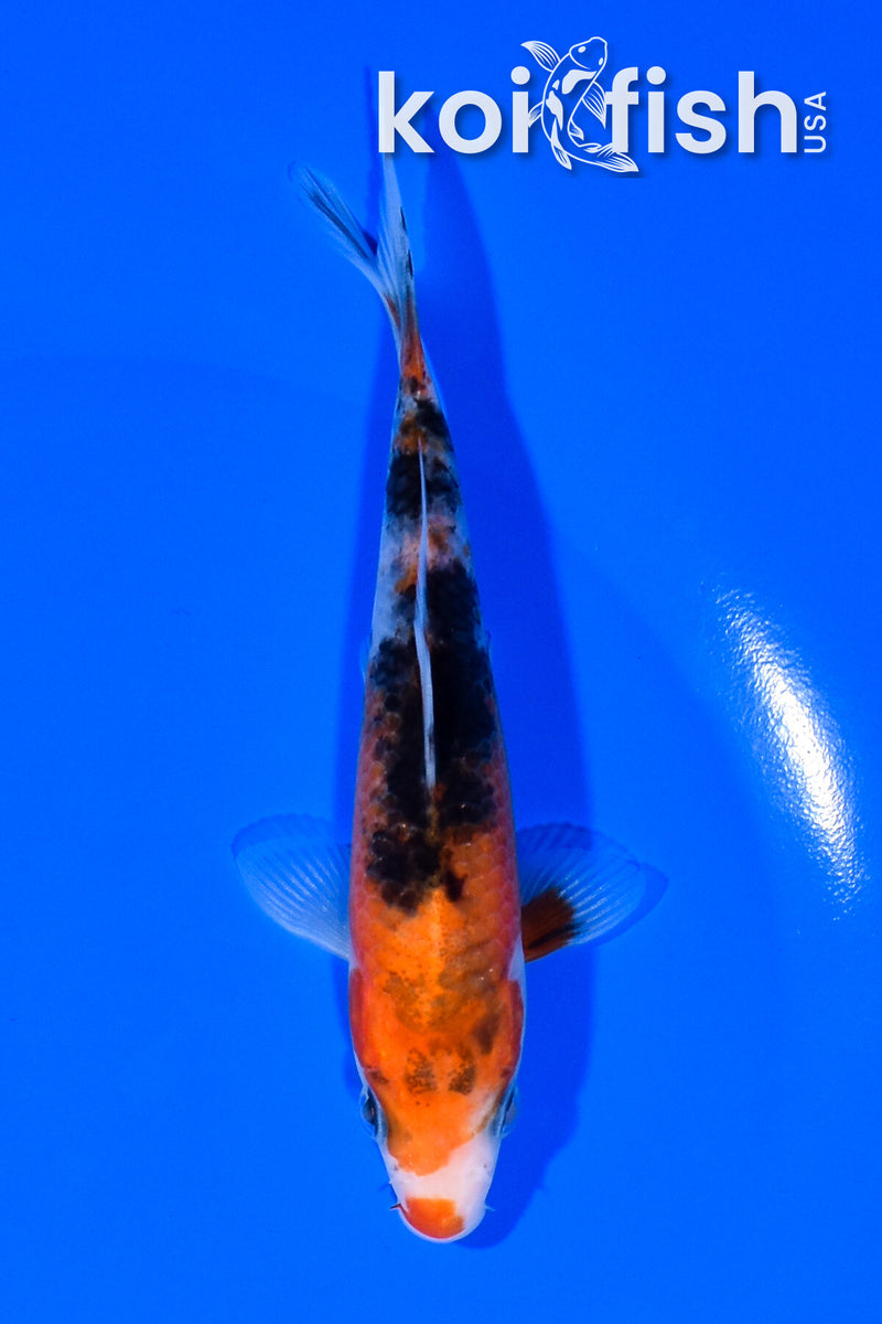 5.25" SANKE