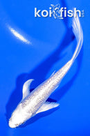 5.25" GINRIN PLATINUM OGON BUTTERFLY