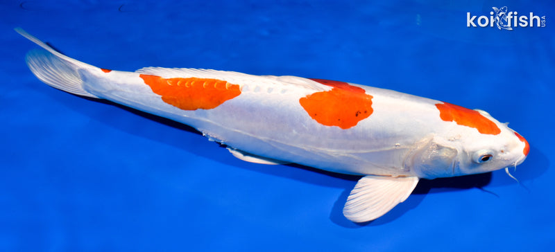 15" KIKUSUI