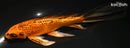 7.75" GINRIN KIN ORENJI MATSUBA BUTTERFLY