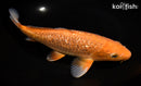 10.75" GINRIN CHAGOI