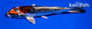 5.5" BENI KIKOKURYU
