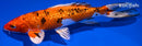 7.5" GINRIN YAMATO NISHIKI