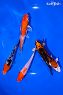 PACK OF (5) 4-5" STANDARD KOI