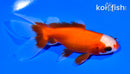 4" WATONAI GOLDFISH