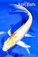 7.25" HARIWAKE BUTTERFLY
