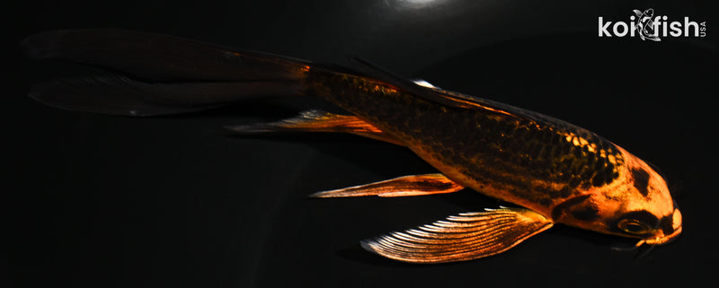 5.25" ORENJI MATSUBA BUTTERFLY