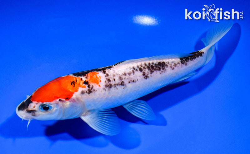 7.5" GOSHIKI