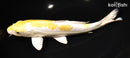 9.5" HEISEI NISHIKI