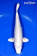 11" GINRIN PLATINUM OGON