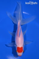 6.75" TANCHO KUCHIBENI WATONAI GOLDFISH