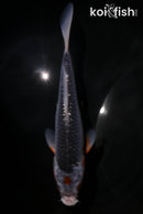 6.5" ASAGI