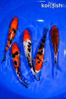 PACK OF (5) 5.5"- 6" STANDARD KOI