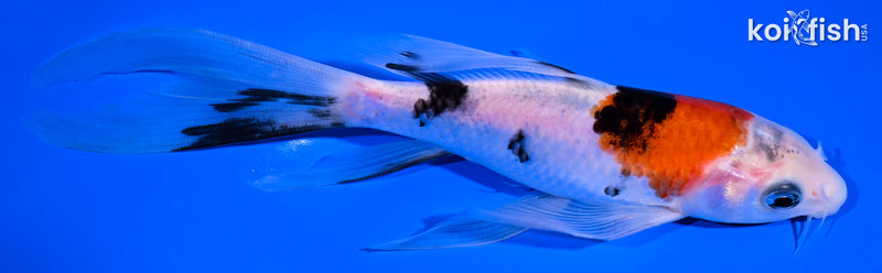 6.75" SANKE BUTTERFLY