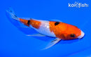 7" GINRIN SANKE BUTTERFLY