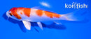 4.5" HARIWAKE