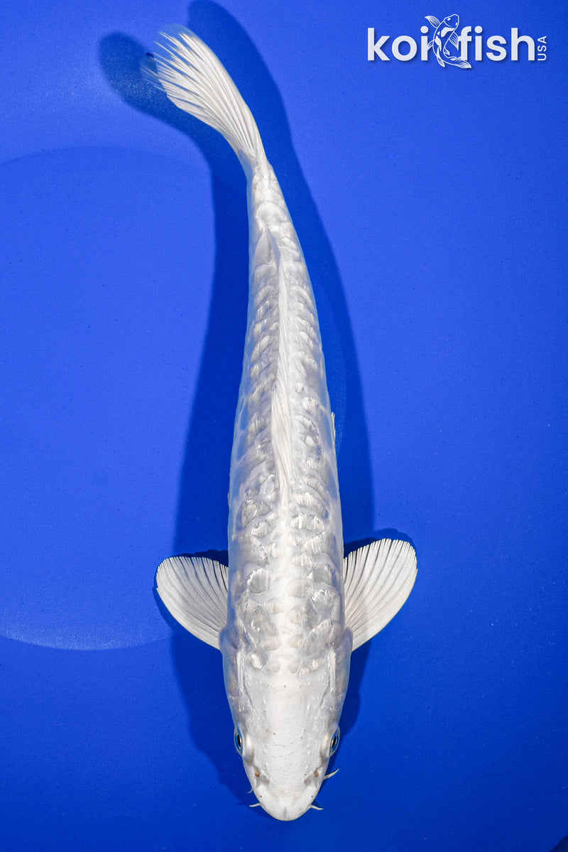 10.25" DOITSU GINRIN PLATINUM OGON