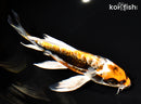 7" BENI KIKOKURYU BUTTERFLY