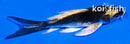 4.5" KABUTO BUTTERFLY