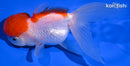 5" MARUTEN ORANDA GOLDFISH
