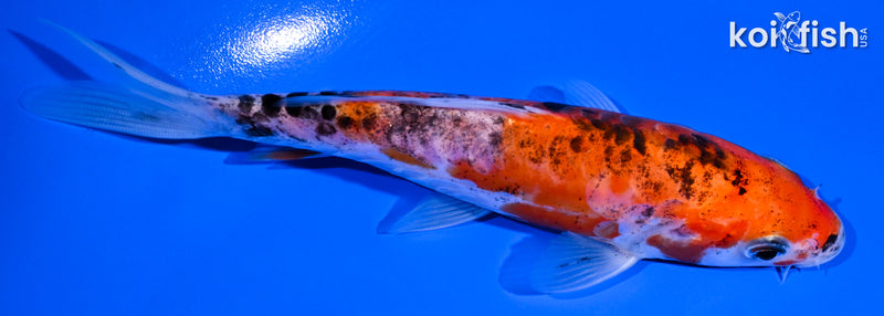 5.25" DOITSU GOSHIKI