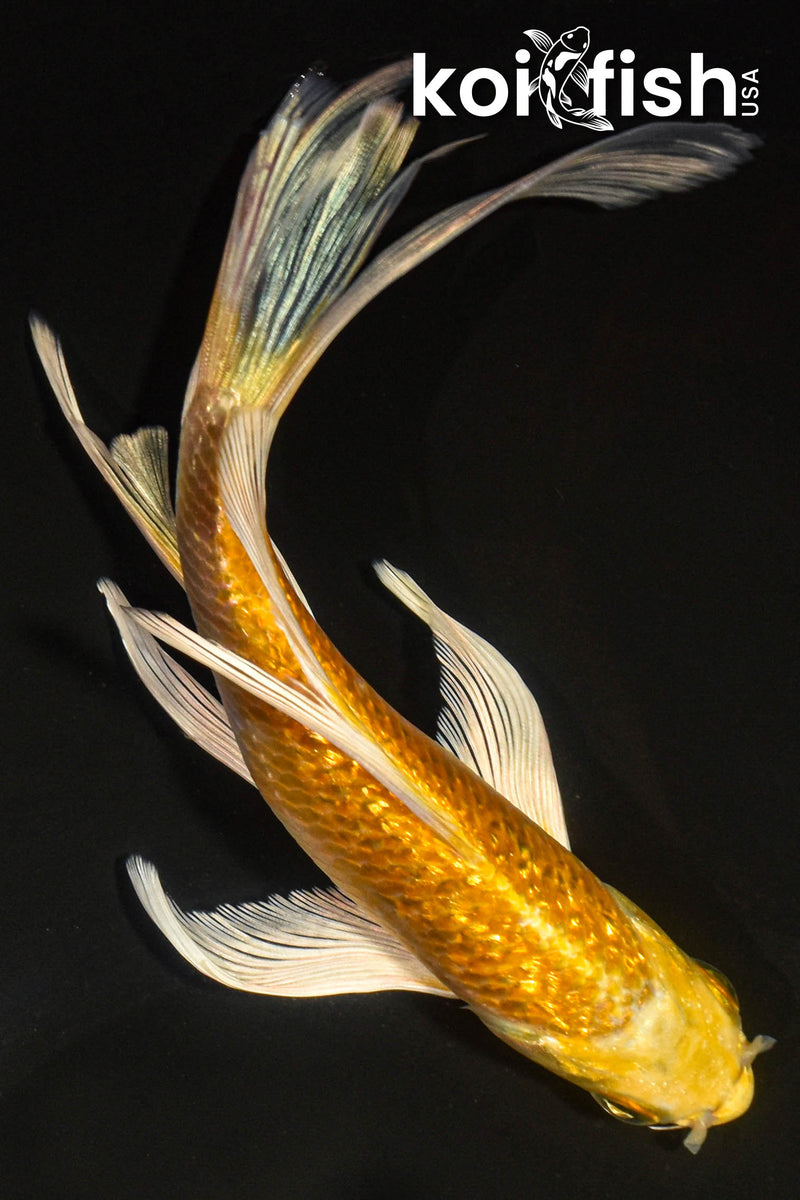 6.5" GINRIN YAMABUKI OGON BUTTERFLY