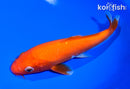 6.5" HOKAKU