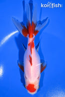6" WAKIN GOLDFISH