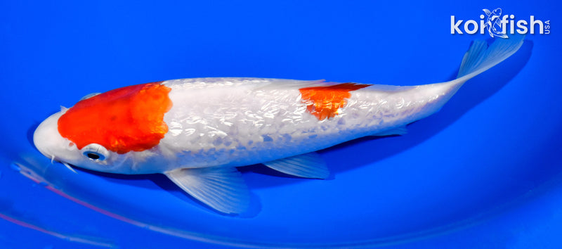 8.25" GINRIN MARUTEN KOHAKU