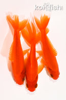 PACK OF (3) 4.25-4.5" WAKIN GOLDFISH