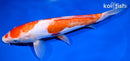 10.5" KIKUSUI