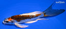 6.75" BENI KIKOKURYU BUTTERFLY