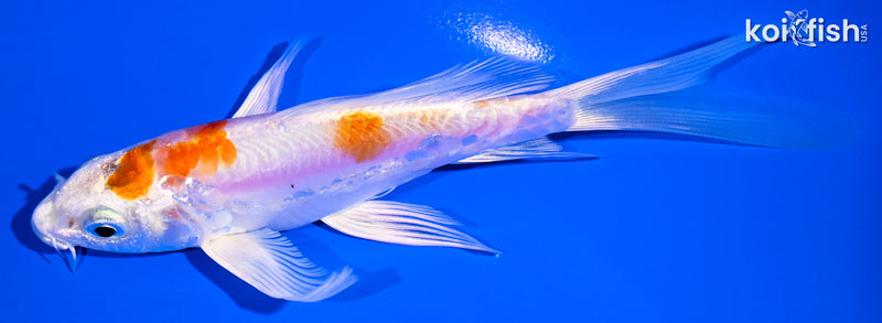 5.5" KIKUSUI BUTTERFLY