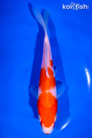 6.75" KOHAKU
