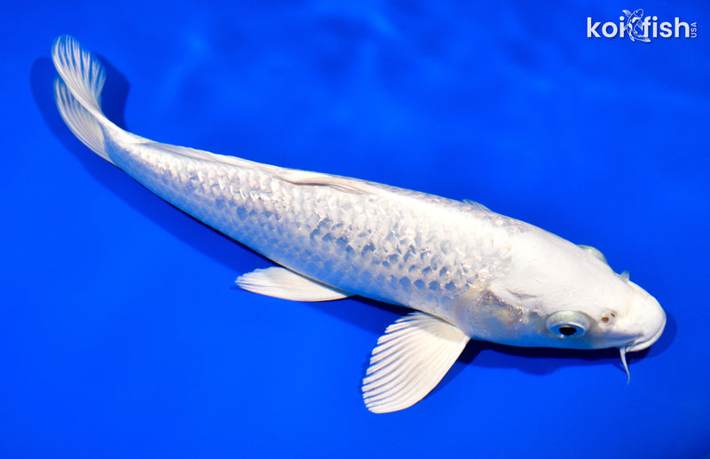 11.75" GINRIN PLATINUM OGON